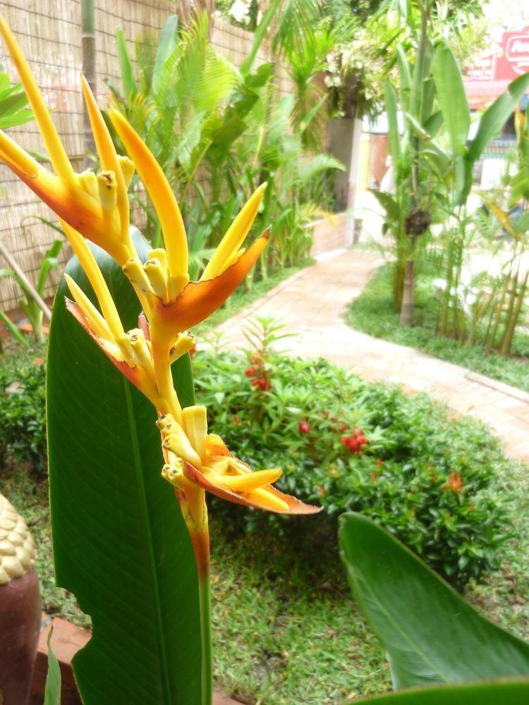 Angkor Reas Guesthouse Siem Reap Luaran gambar